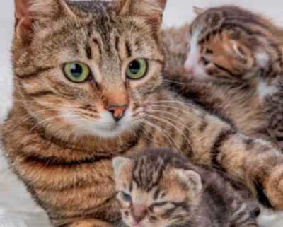 Возможные осложнения родов у кошки