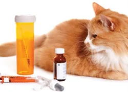 Сахарный диабет у кошек симптомы и лечение