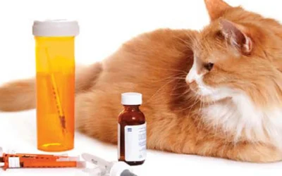 Сахарный диабет у кошек симптомы и лечение