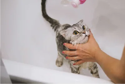 С какого возраста можно купать котенка шампунем от блох