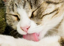 Шершавый язык у кошки