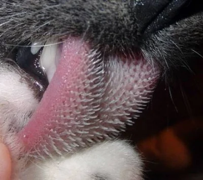 Зачем кошке шершавый язык