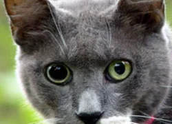 Синдром Горнера у кошек