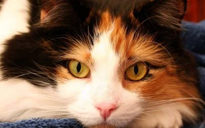 Синдром сухого глаза у кошек