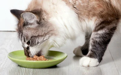 Сколько калорий нужно для кошки - как рассчитать необходимое количество