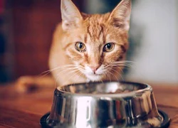 Сколько кошка может без еды