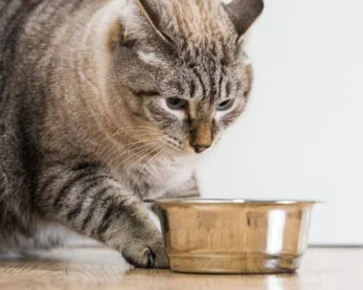 Особенности метаболизма кошек