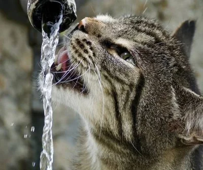 Сколько кошка может прожить без воды
