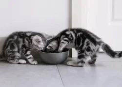 Сколько раз в день кормить котенка