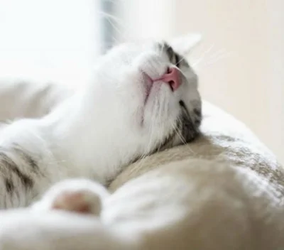 Нормы сна домашних кошек