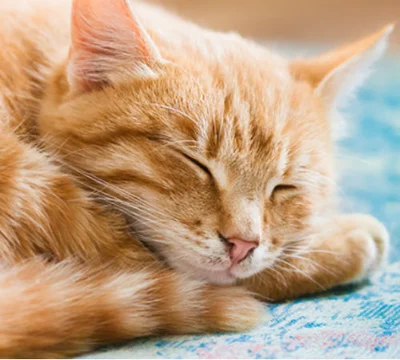 Происхождение длительного сна кошки