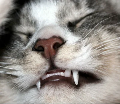 Молочные зубы у котят