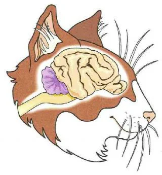 Симптоматика сотрясения мозга у кошек, котов и котят