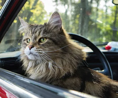 Как организовать дорогу кошке в машине с большим комфортом