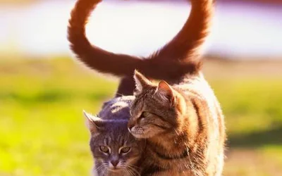 Способны ли кошки на любовь
