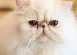 Стеноз носовых ходов у кошки