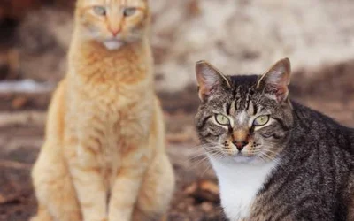 Стерилизация кошек – этика вопроса