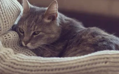 Существует ли эмпатия у кошки и хозяина и в чем она может проявляться