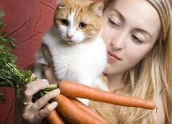 Существует ли вегетарианская диета для кошек