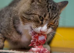 Сырое мясо кошкам