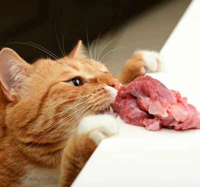 Опасность сырого мяса для кошек