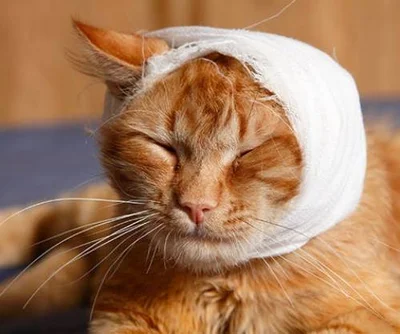 Как кошка может получить травму головы