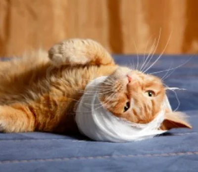 Наиболее распространенные травмы у кошек