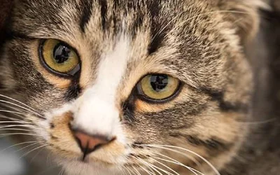У кошки гноятся глаза - 4 частых причины данного симптома