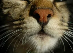 У кошки горячий нос