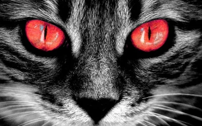 У кошки красные глаза