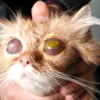 Профилактика красных глаз у кошки