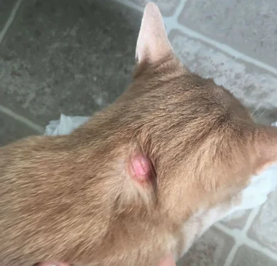 Возможные причины появления красного пятна на шее у кошки