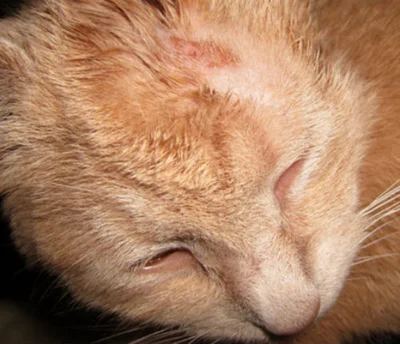 Общие причины появления болячек под шерстью у кошки
