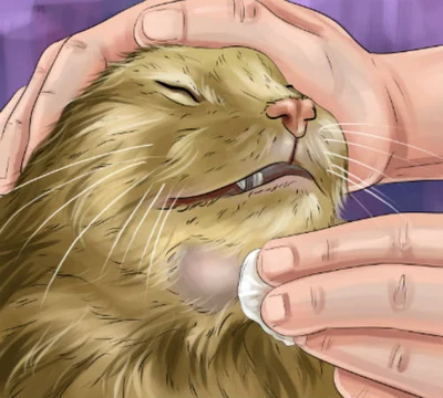 Лечение болячек под шерстью у кошки