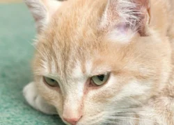 У кошки после родов кровянистые выделения