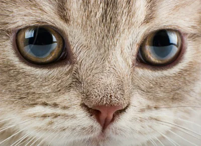 Зрение кошек считается важной функцией, которая требуется животным для полноценной жизни