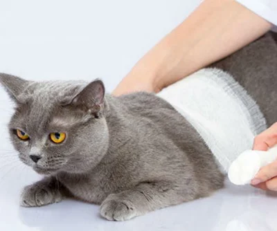 Ушибы у кошек, котов и котят степени и прогноз на выздоровление