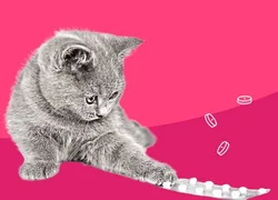 Устойчивость к антибиотикам у кошек