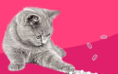 Устойчивость к антибиотикам у кошек