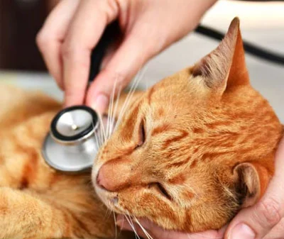 Лечение и профилактика вагинита у кошек
