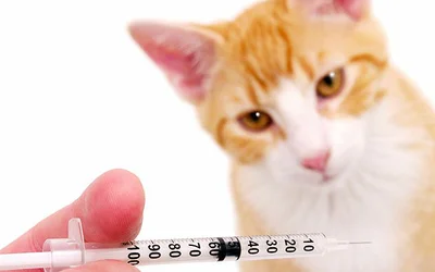 Вакцина от бешенства для кошек