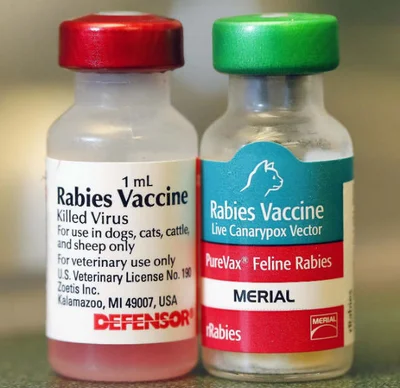 Виды применяемых вакцин от бешенства