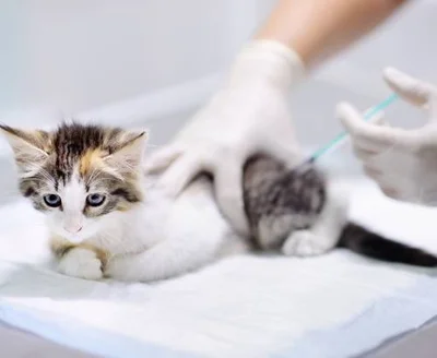 Важность вакцинации кошки от бешенства