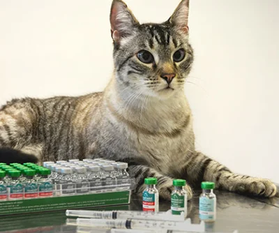 Живые вакцины для кошек