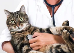 Вирусный перитонит у кошек