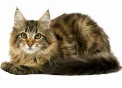 Витамины для кошек от выпадения шерсти