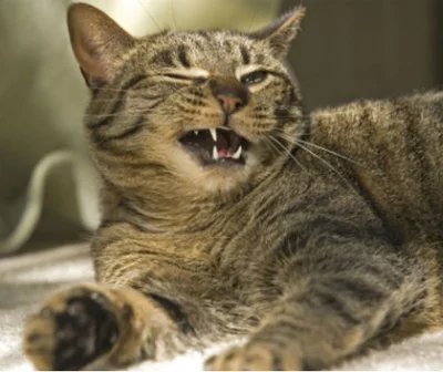 Лечение и диагностика воспаления легких у кошек