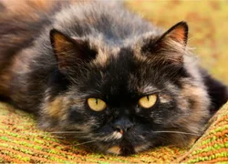 Заболевания печени у кошек симптомы и лечение