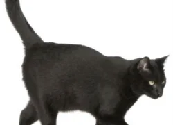 Зачем кошке хвост