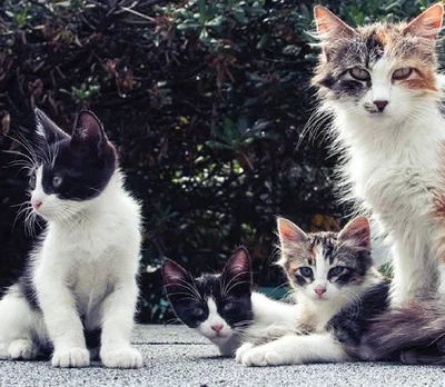 Трудности кошек живущих на улице